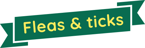 Fleas & ticks