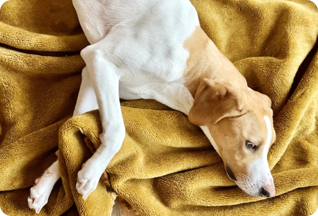 ペットホテルの画像